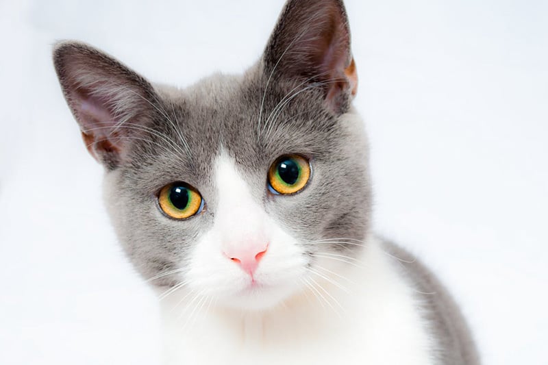 cat-pet-animal-domestic-gato800